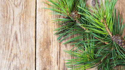 Kiefernrinde verlängert Haltbarkeit von Komposits Kiefernrinde verlängert Haltbarkeit von Komposits