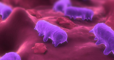 Approvazione della “Salmonelex” come coadiuvante contro la salmonella