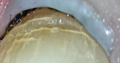 Experienced and novice users alike are invited to AMED meeting