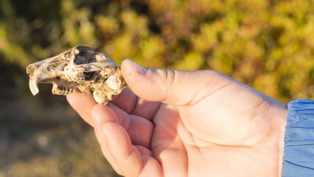 Dentes antigos lançam uma nova luz sobre migração de roedores do Mioceno