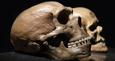 DNA from dental calculus shows Neanderthal used natural analgesics