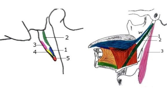Ektopowe ogniska mineralizacji wyrostka rylcowatego w zaburzeniach gospodarki fosforanowo-wapniowej