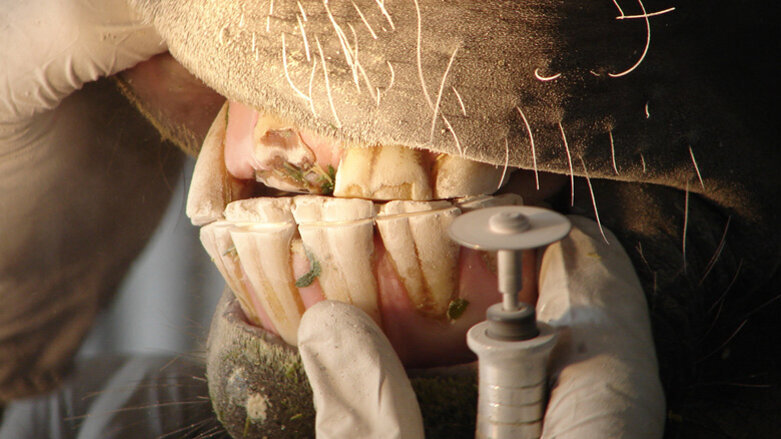 Bereits vor 3.000 Jahren Zahnbehandlung bei Pferden