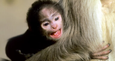 Stem cells from monkey teeth stimulate growth of brain cells