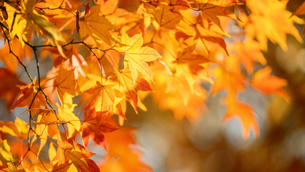 Maple polyphenol shows promise in preventing dental biofilms