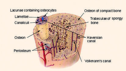 Nuevas líneas de investigación