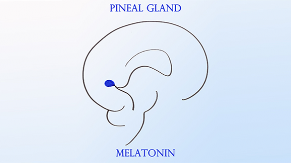 II Workshop sulla Ghiandola Pineale: “Melatonina: applicazioni cliniche”