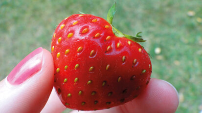 Gestione multidisciplinare del paziente cardiopatico: prevenzione dell’endocardite batterica