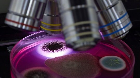 Auf der Suche nach der EHEC-Quelle