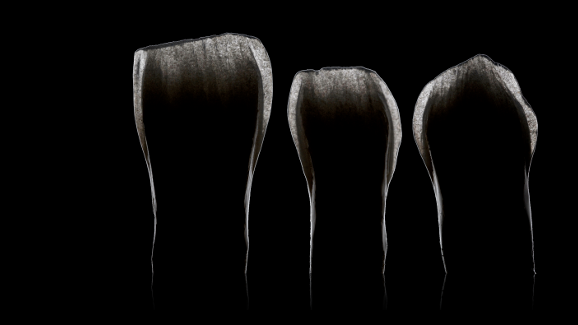 Termin für zweites Bio-Emulation Colloquium rückt näher