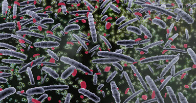 Orální mikrobiota, střevní mikrobiota a zánětlivé onemocnění střev