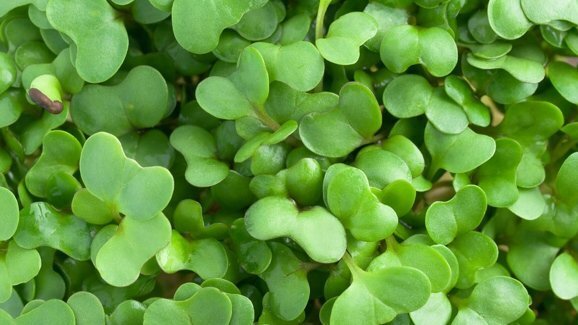 Extrato de broto de brócolis pode ajudar na prevenção da recorrência do câncer bucal