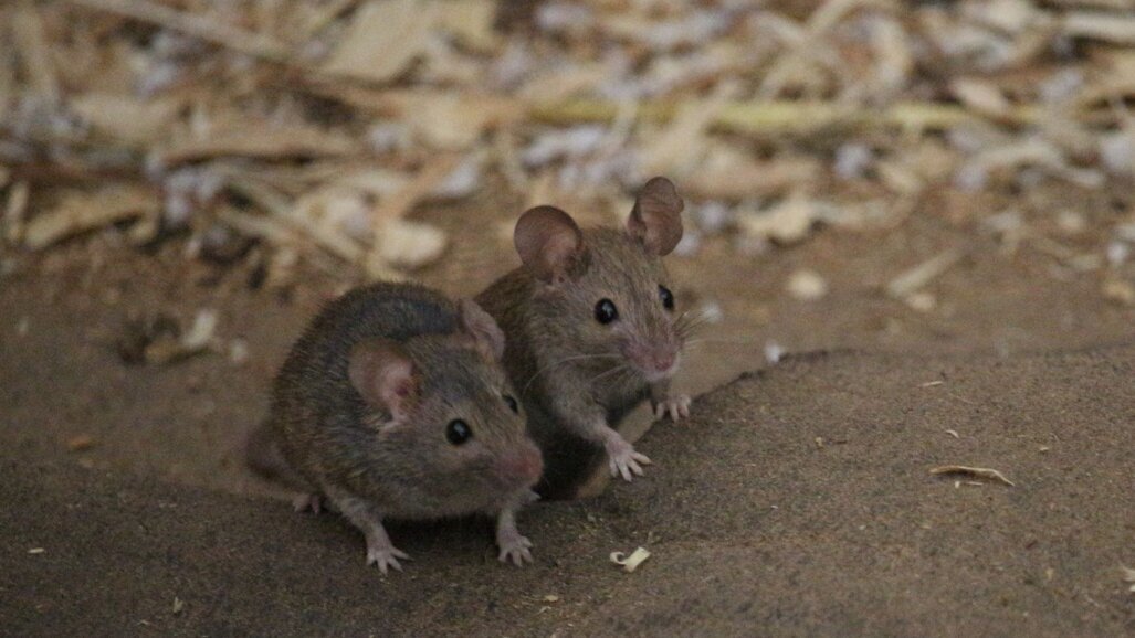 Column Erik Ranzijn: Muizen