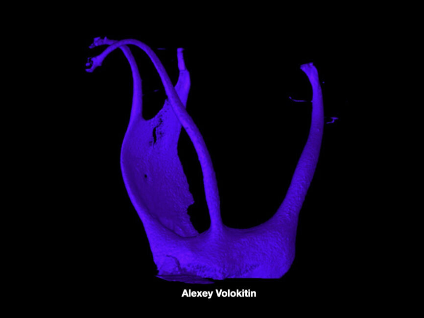 Fig. 11 (Image:  Alexey Volokitin)