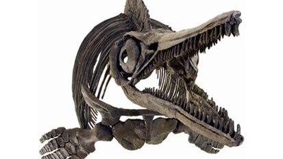 Bissfestes aus der Entwicklungsgeschichte