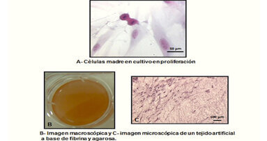 El camino hacia la ingeniería tisular