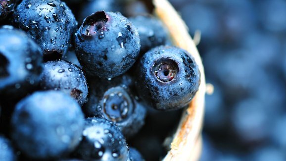 O extrato de mirtilo: um agente promissor para a nova terapia periodontal