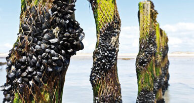 Muschelproteine für die Implantatmedizin