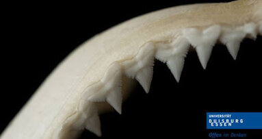 Menschliche Zähne genauso robust wie Haifischzähne