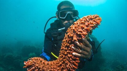 对于海参基因组的成功破译有助于组织再生研究的进展