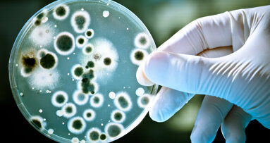 Mini-Antikörper ermöglichen schnelleren Nachweis von Bakterien