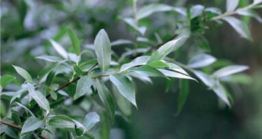 Dans l’exercice dentaire – Mode d’emploi clinique – Action antidouleur : saule blanc