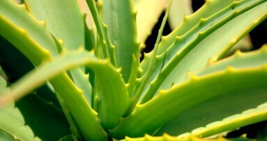 Aloes dobry dla zębów