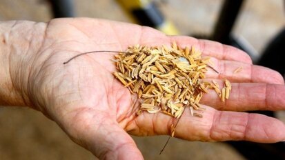 Dental composite resin from rice husk