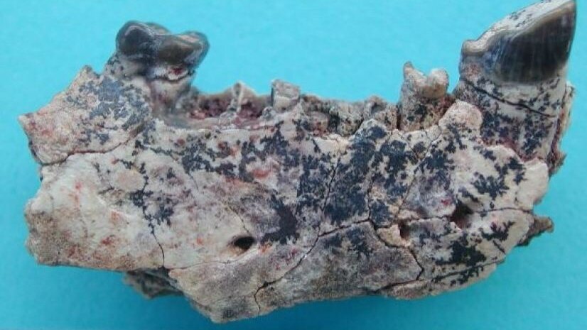 Les dents fossiles nous interpellent sur l'origine de l'homme