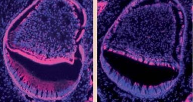 Naukowcy określają gen odpowiedzialny za powstawanie szkliwa zęba