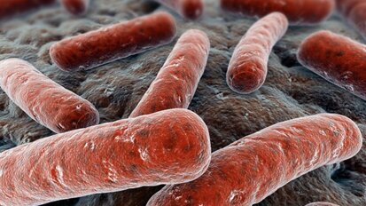 Bakterien haften stärker auf glatten Oberflächen