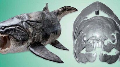 石器时代齿科填充物确定的发现