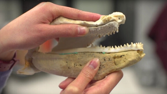 Tracing the origin of teeth with modern technology