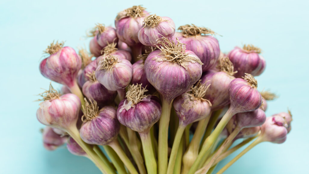 Garlic extract in mouthwash may be a safe alternative to chlorhexidine