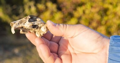 Ancient teeth shed light on Miocene rodent migration