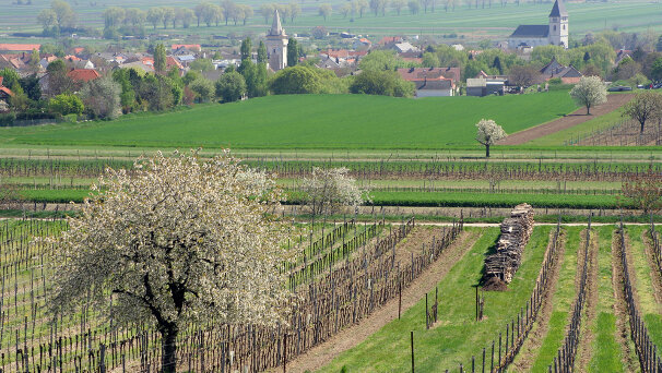 Frühjahrssymposium zur Kieferorthopädie