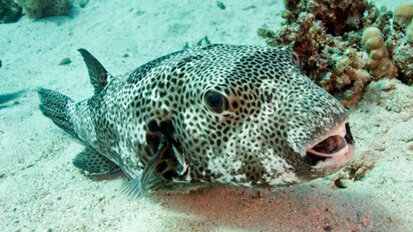 Una ricerca sul pesce palla potrebbe aiutare a risolvere il problema dell’edentulia nell’uomo