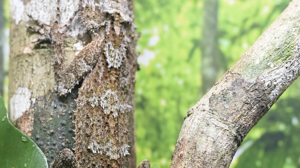Biomimética de Instagram