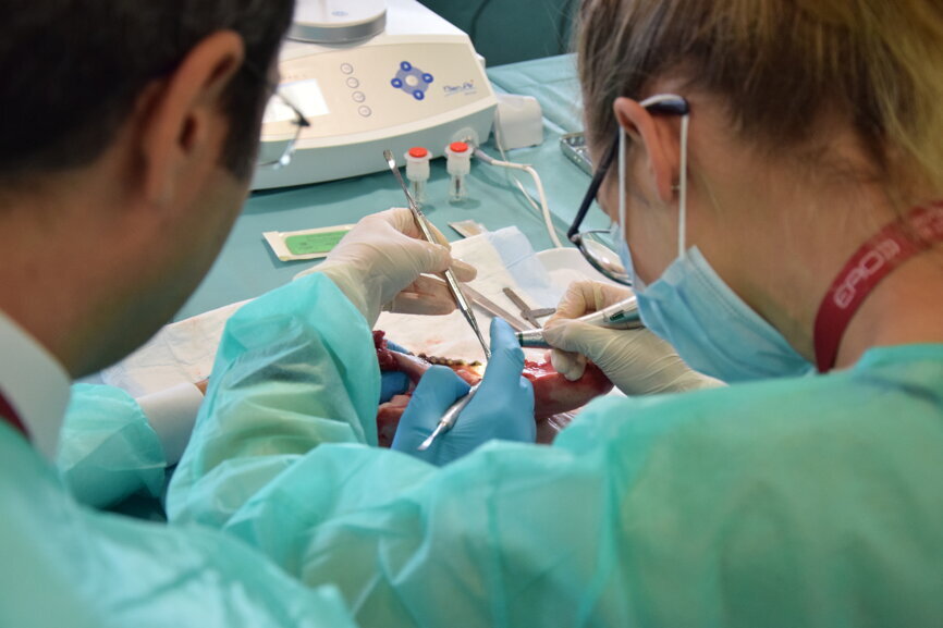 The participant places her first implant in a porcine jaw. (Photograph: Franziska Beier, DTI) 