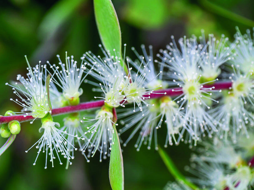 Niaouli (Photo : Shutterstock/Noppharrat)