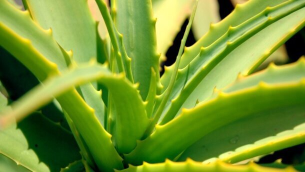 Aloes dobry dla zębów