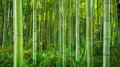 La metáfora del bambú japonés