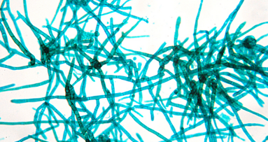 Quasi un romanzo l’inseguimento della spora