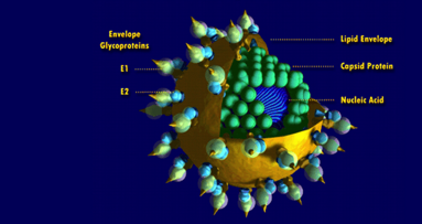 La ADA reacciona ante un caso de hepatitis