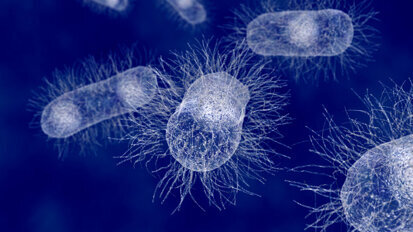 Les graines germées seraient une cause possible des infections par  Escherichia coli entéro hémorragique (ECEH)