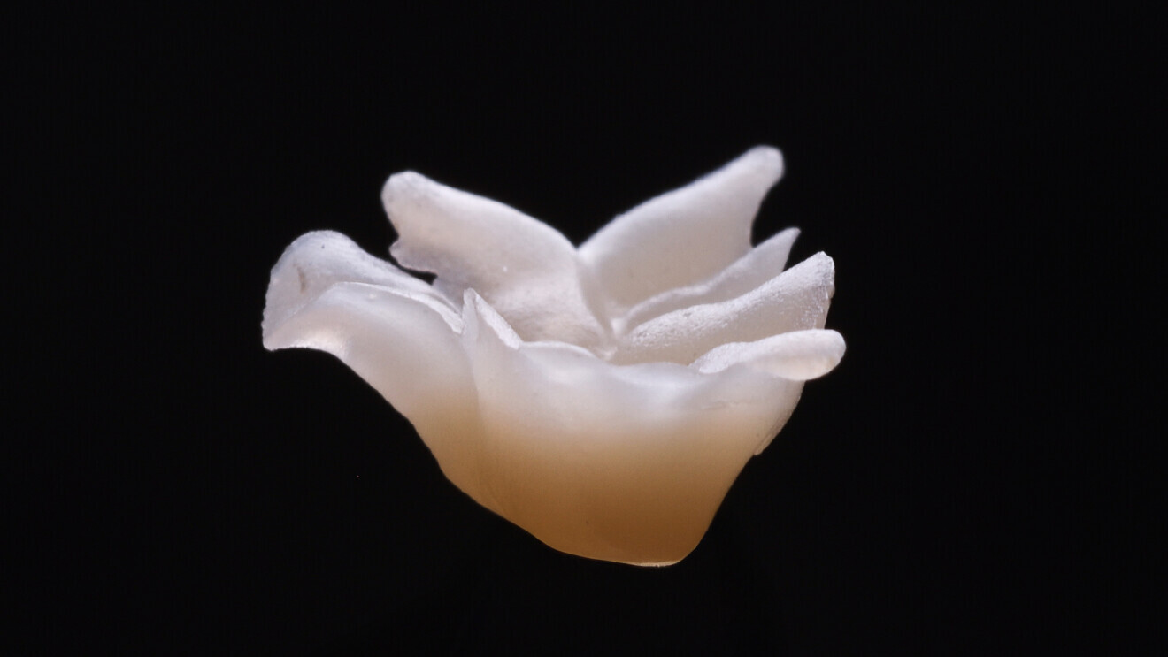 Fig. 20: Extra-oral approximal view of the semi-direct inlay.