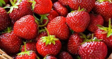Nova pesquisa explora efeito de morangos na terapia de câncer oral