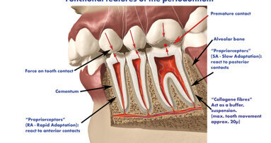L’importanza dell’occlusione