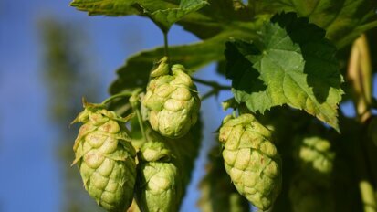 Chmiel może chronić przed chorobą Alzheimera