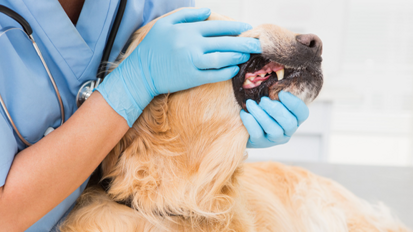 Zahnspangen für Hunde – So klappt es wieder mit dem Beißen